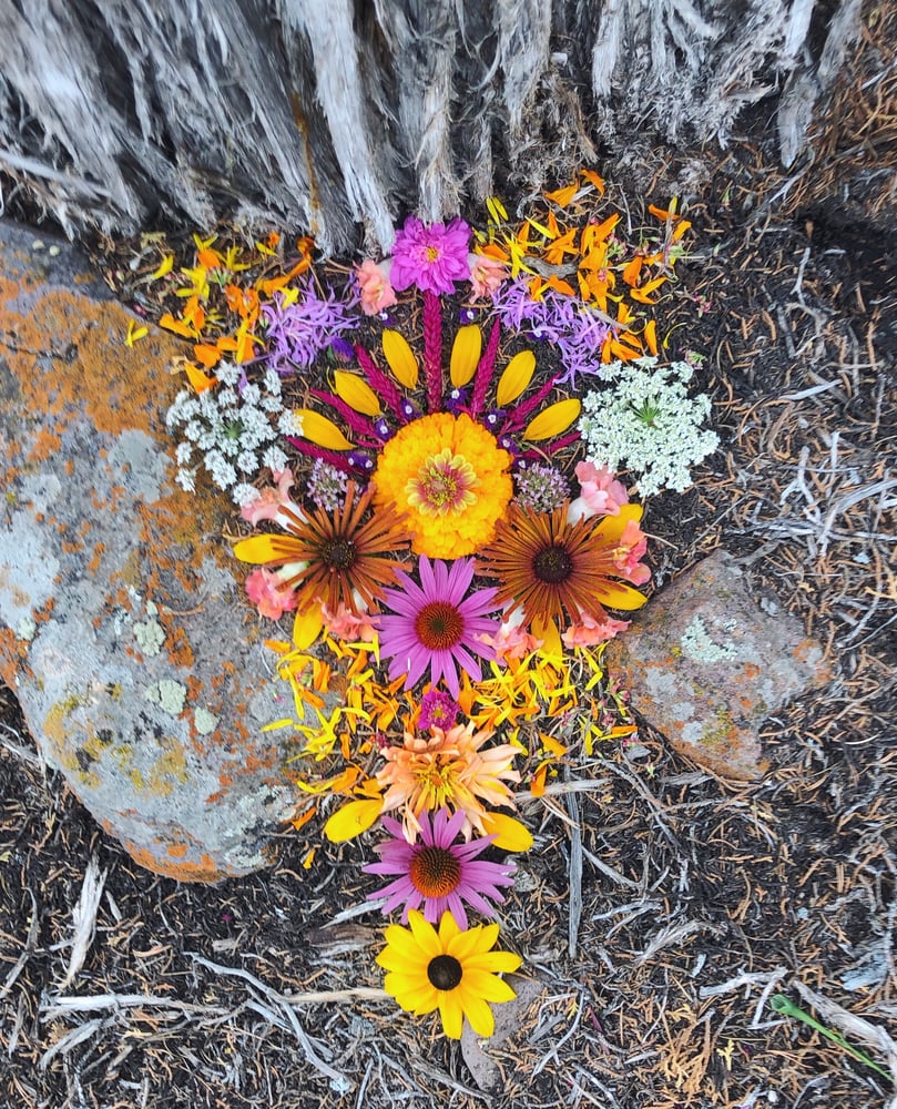 Image of flower gazing: a journey into the healing magic of flowers