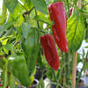 PLANTS - PEPPER: RED MARCONI