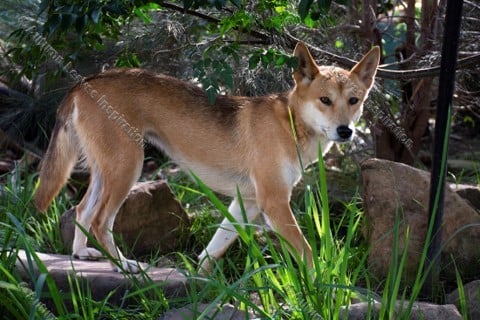 Image of A25 Australian Dingo 