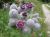 PLANT - BURDOCK