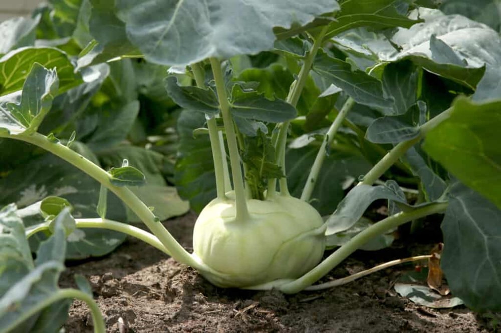 PLANT - KOHLRABI: WHITE