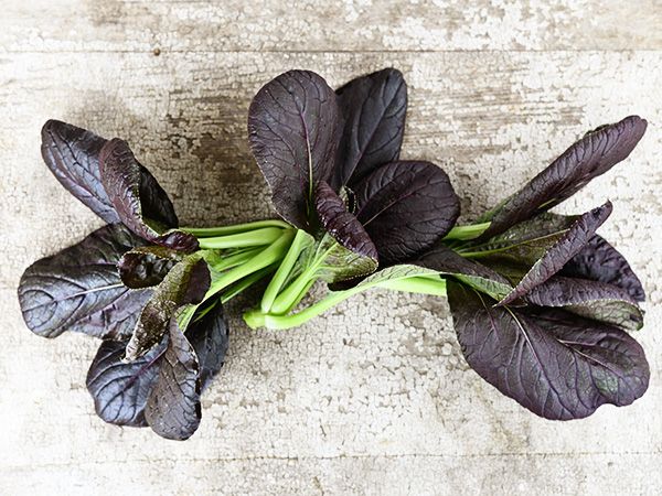 PLANT - PAK CHOI: PURPLE LADY