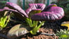 PLANT - PAK CHOI: PURPLE LADY