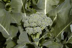 PLANT - BROCCOLI: DI CICCO