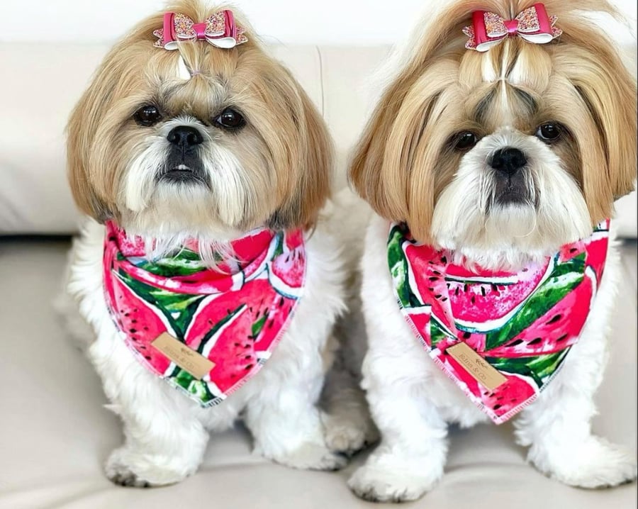 Image of Melon Madness - Pet Bandana