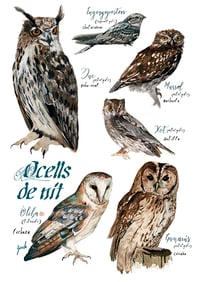 Image 1 of Ocells de nit/ Nocturnal birds