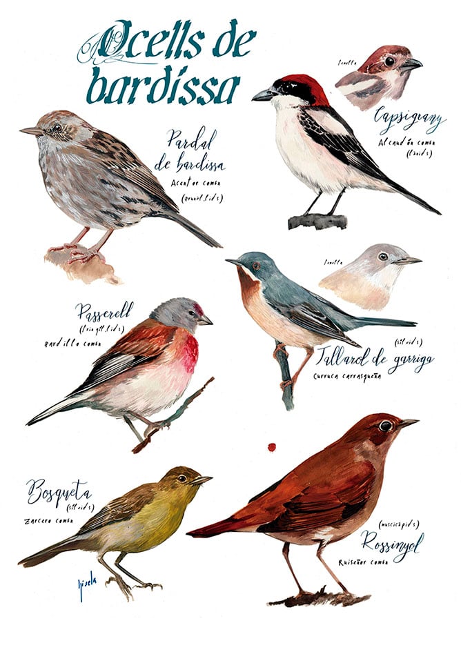 Ocells de bardissa/Reedbed birds