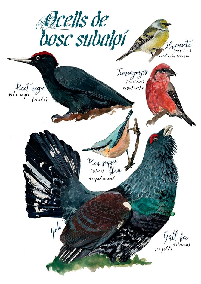 Ocells de bosc subalpí/ Subalpine forest birds