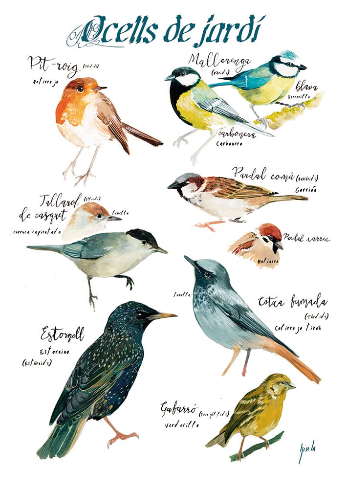 Ocells de jardí/Garden birds