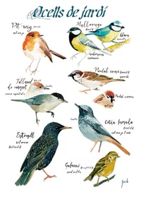 Image 1 of Ocells de jardí/Garden birds