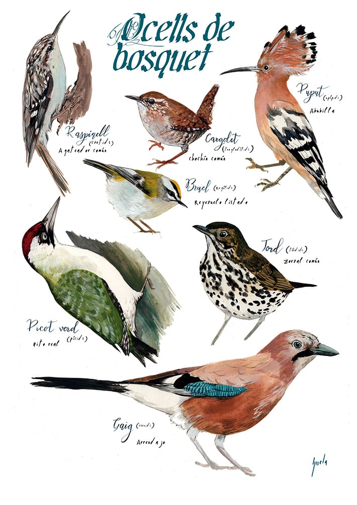 Ocells de bosquet/Forest birds