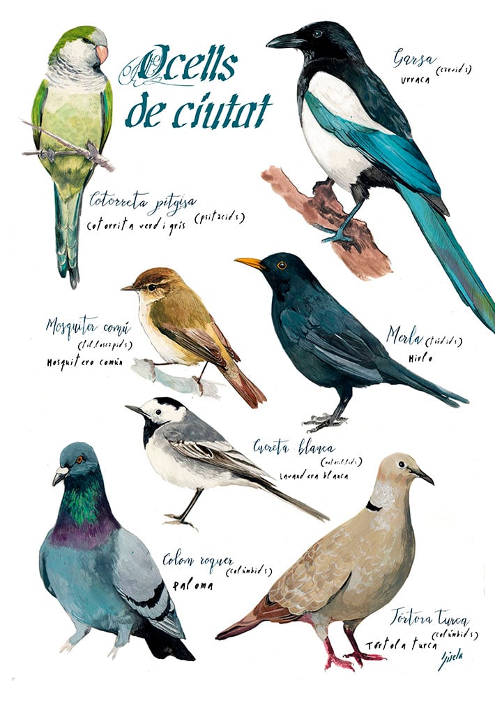 Ocells de ciutat/Urban birds