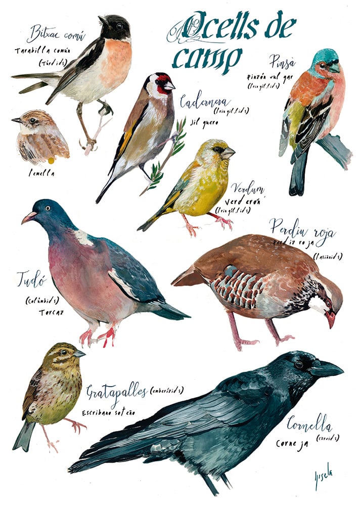 Ocells de camp/Farm birds