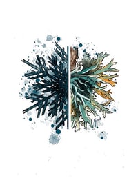 Image 1 of Lichen and snowflake