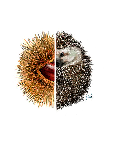 Hedgehog and chestnut