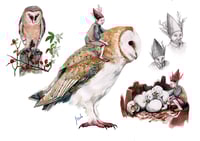 Image 3 of Elf/Follet