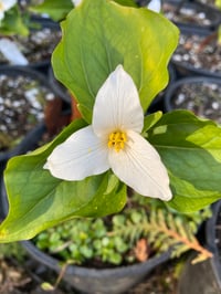 Western Trillium : Trillium ovatum