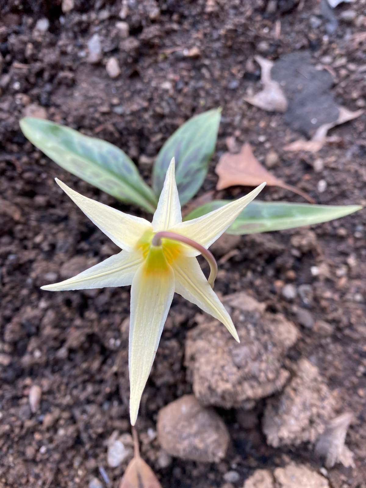 Oregon Fawn Lily : Erythronium oregonum