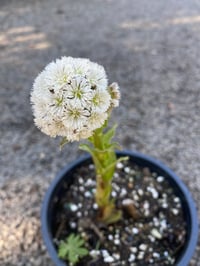 Image 2 of Coltsfoot : Petasites frigidus (palmatus)