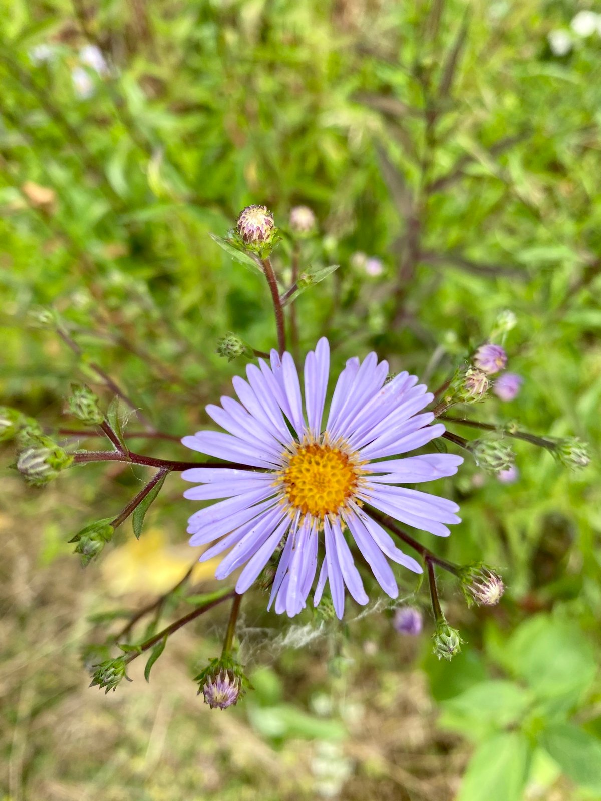Douglas Aster : Symphyotrichum subspicatum