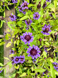 Self Heal : Prunella vulgaris