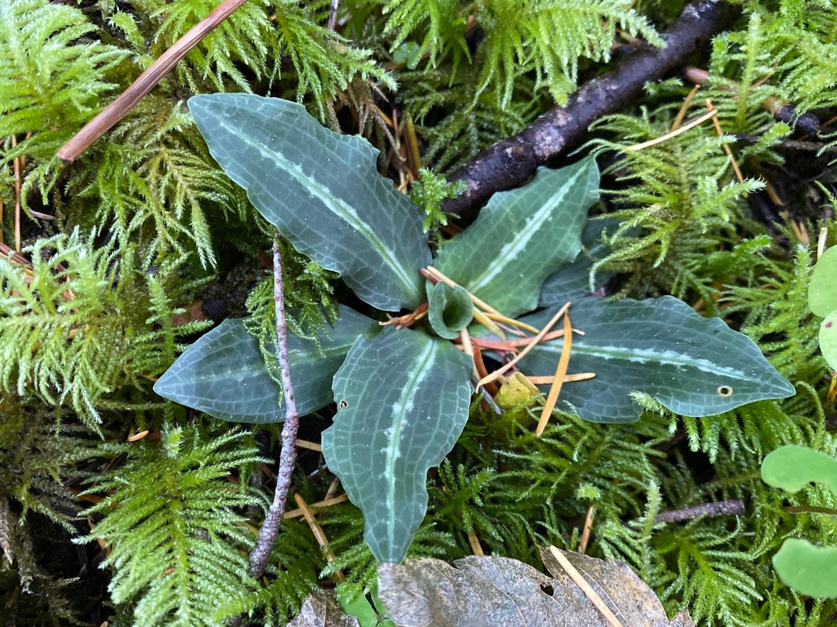 Rattlesnake Plantain : Goodyera oblongifolia