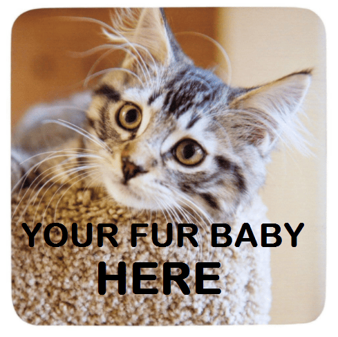 Image of Pet Photo Coasters
