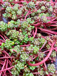 Image 3 of Oregon Stonecrop : Sedum oreganum