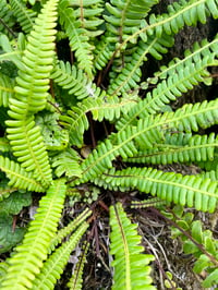 Image 5 of Deer Fern : Struthiopteris spicant