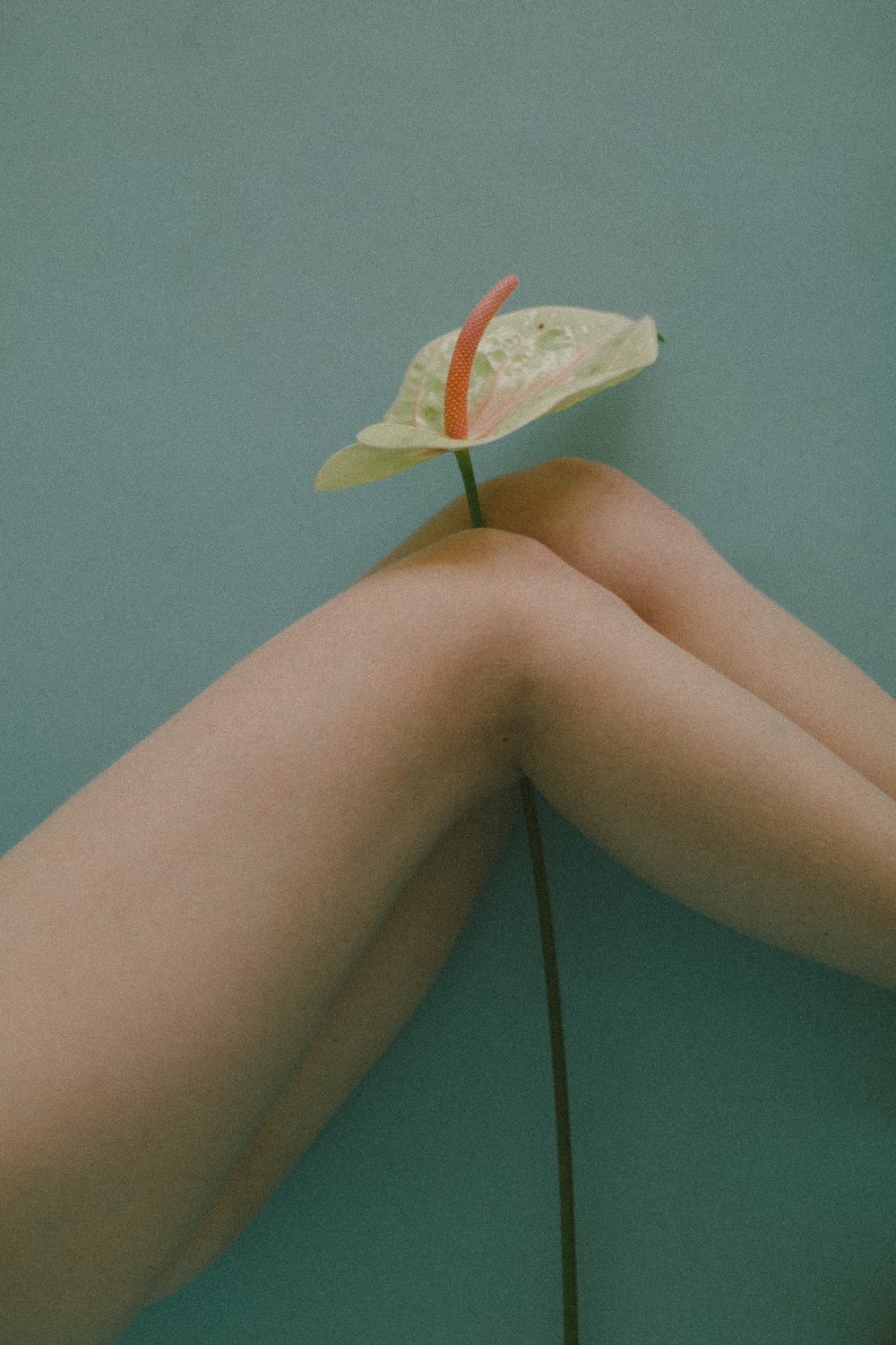 Image of Legs flower