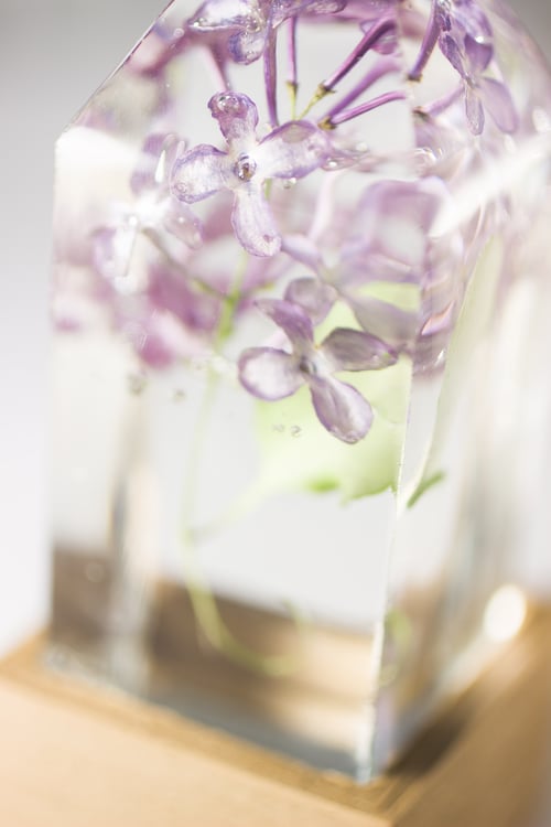 Image of Lilac (Syringa vulgaris) - Floral Night-Light #1