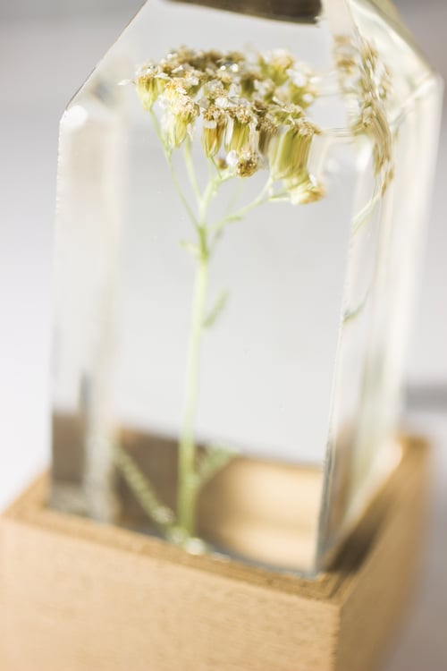 Image of Yarrow (Achillea millefolium) - Floral Night-Light #1
