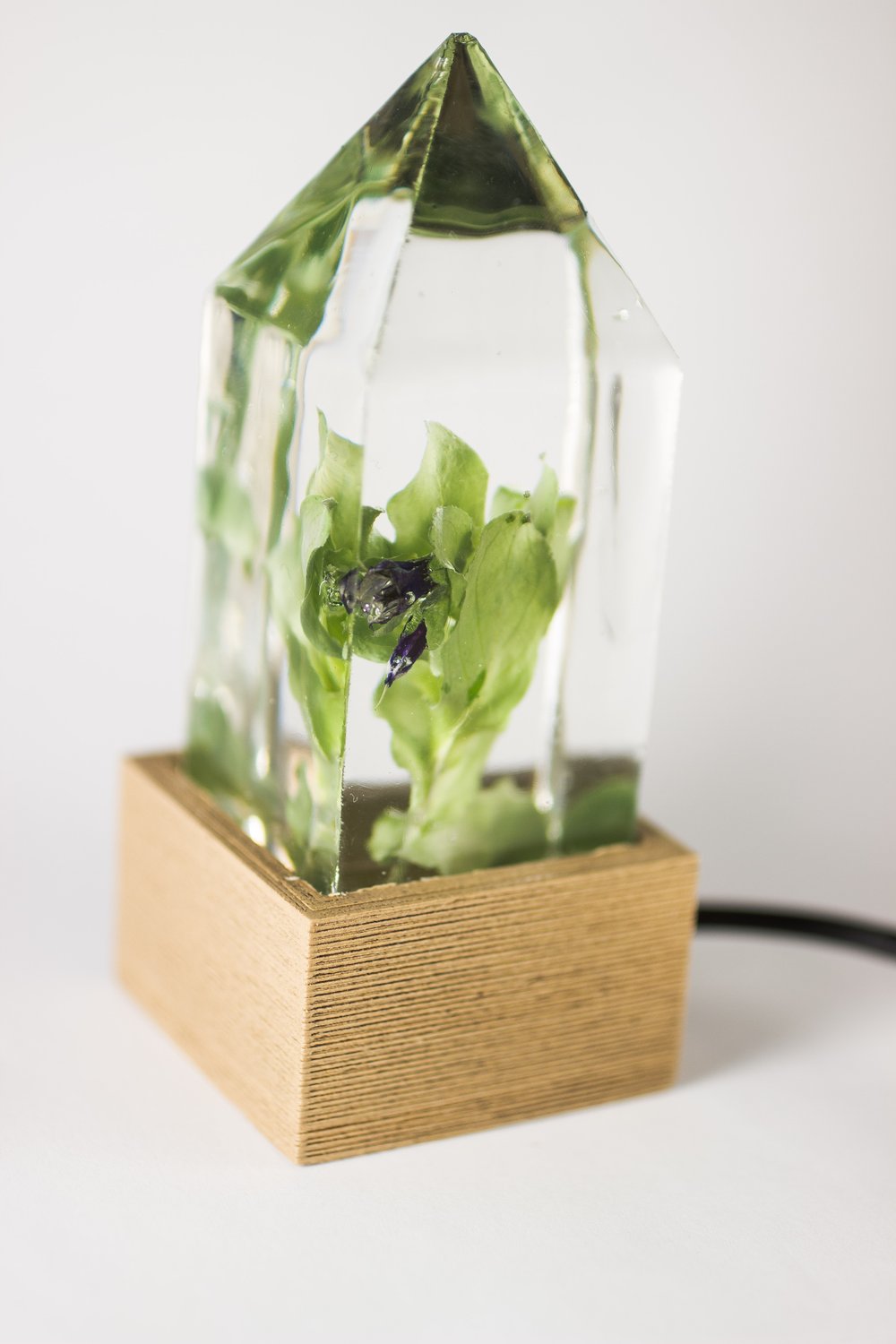 Image of Honeywort (Cerinthe major) - Floral Night-Light #1