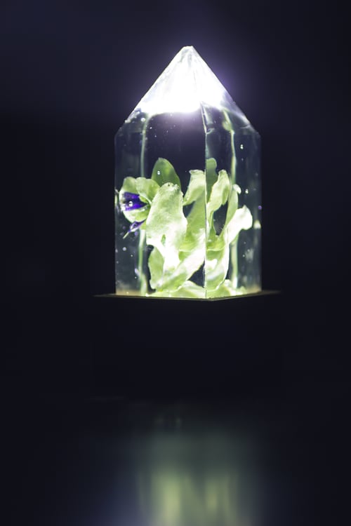 Image of Honeywort (Cerinthe major) - Floral Night-Light #1