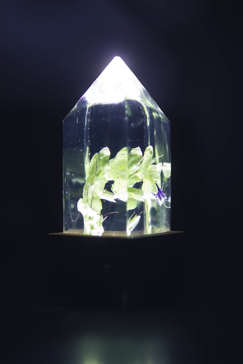 Image of Honeywort (Cerinthe major) - Floral Night-Light #2