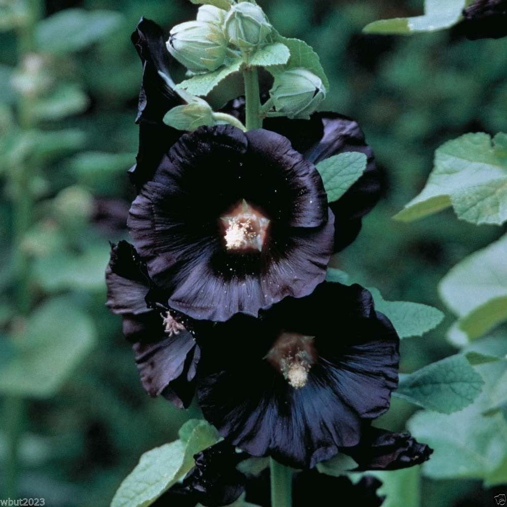 PLANT - HOLLYHOCK: BLACK