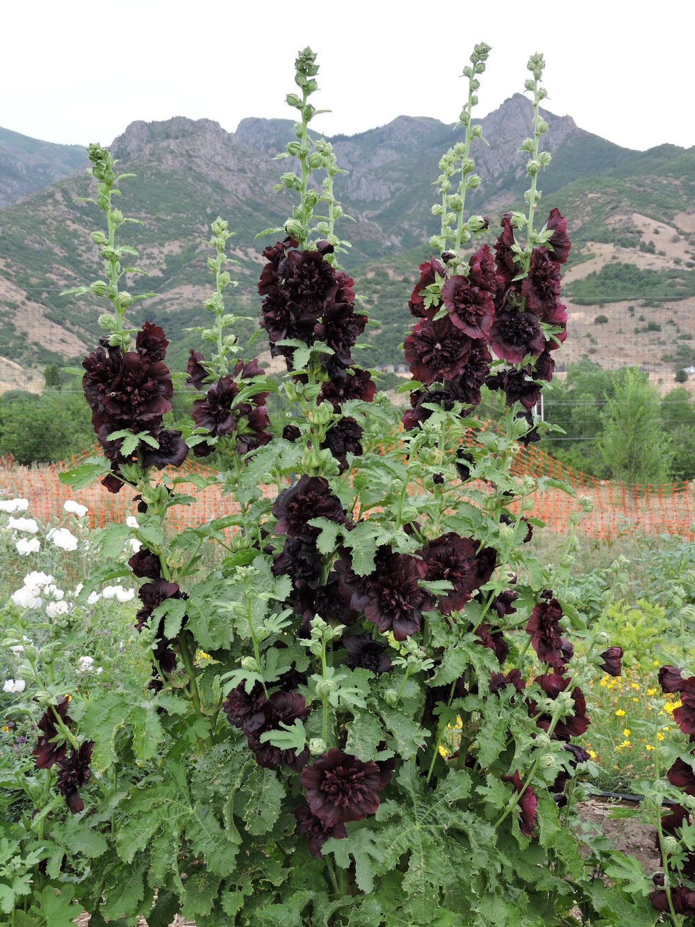 PLANT - HOLLYHOCK: BLACK