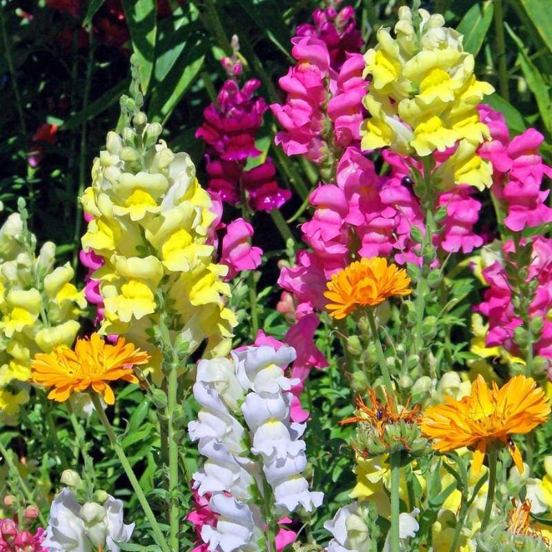 PLANT - SNAPDRAGON: TALL DELUXE
