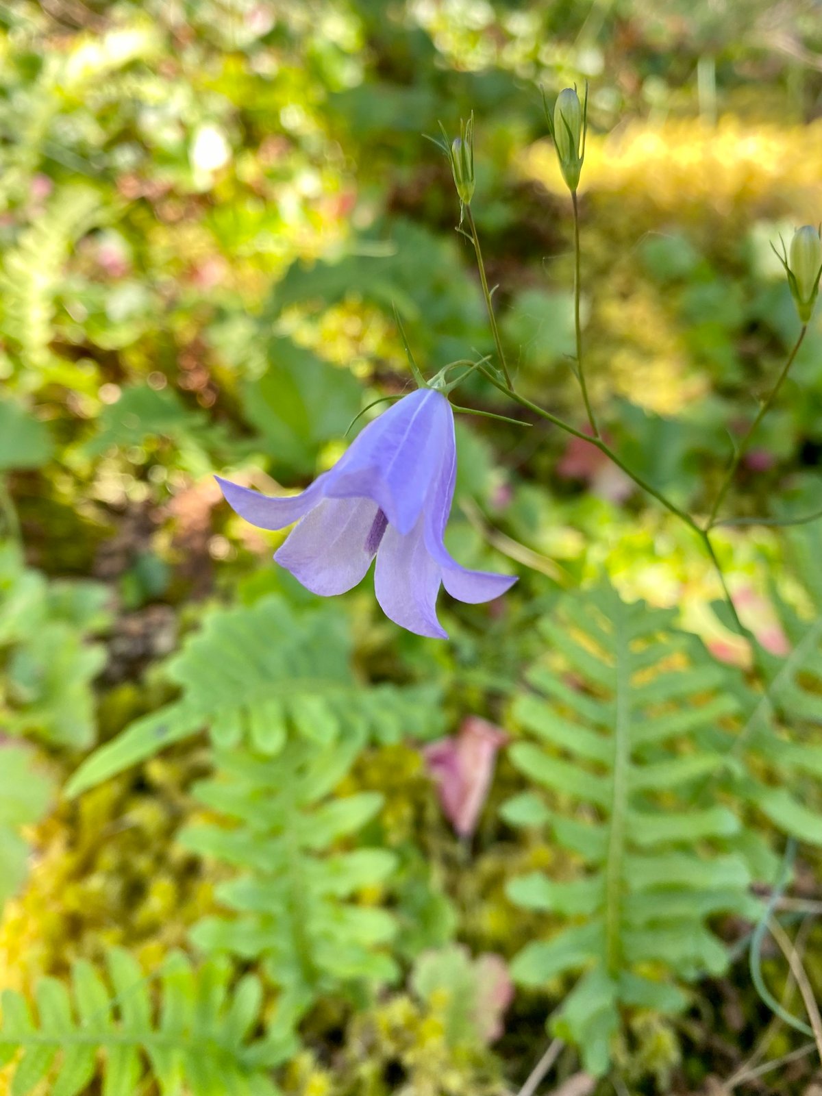 Bluebells or Harebells : Campanula rotundifolia
