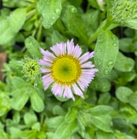 Image 2 of Beach Daisy: Erigeron glaucus