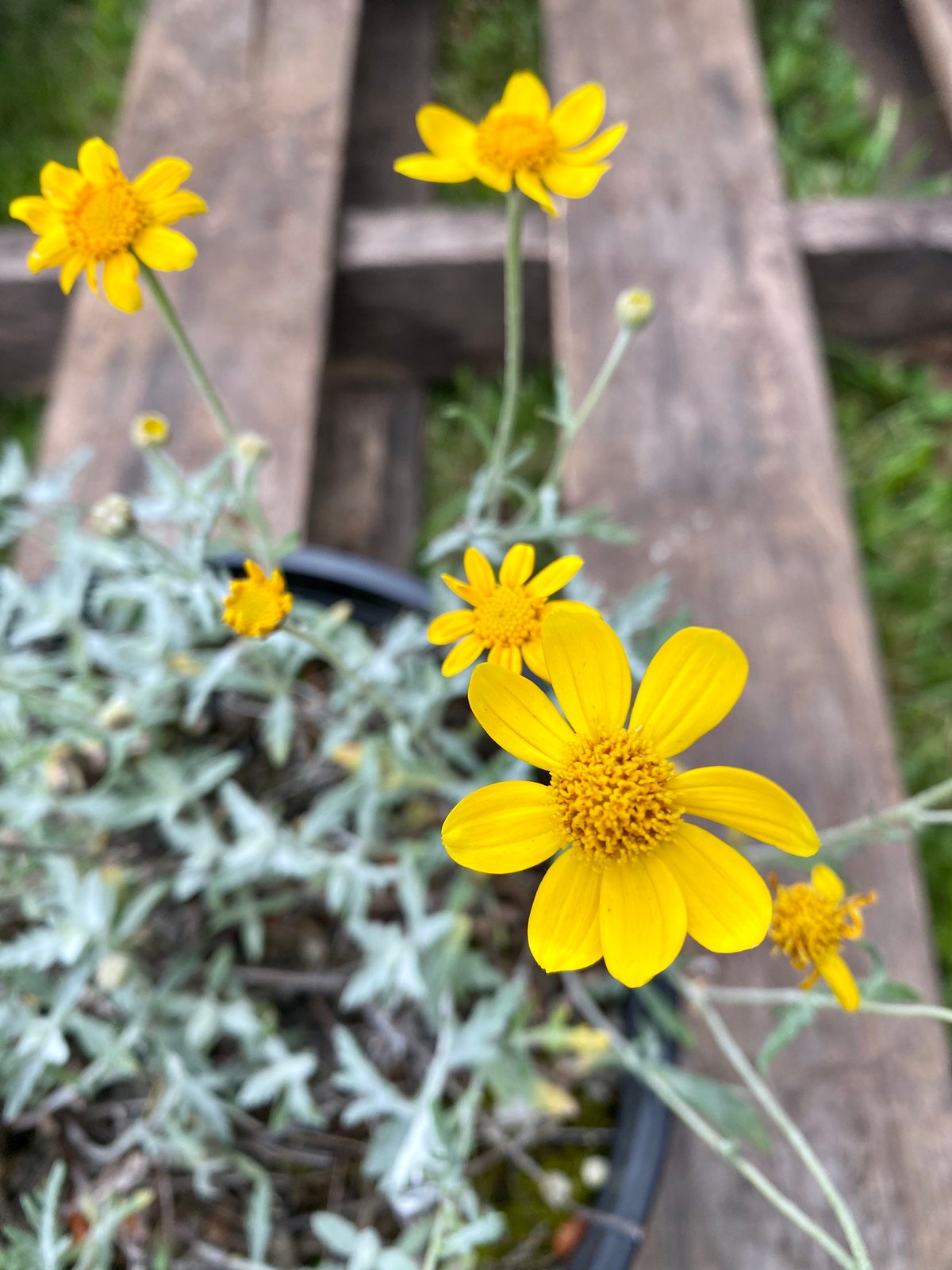 Oregon Sunshine : Eriophyllum lanatum