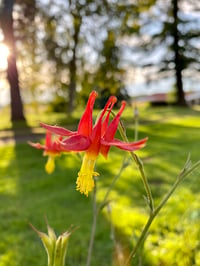 Image 2 of Western Columbine : Aquilegia formosa 