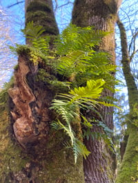 Image 1 of Licorice Fern : Polypodium glycyrrhiza