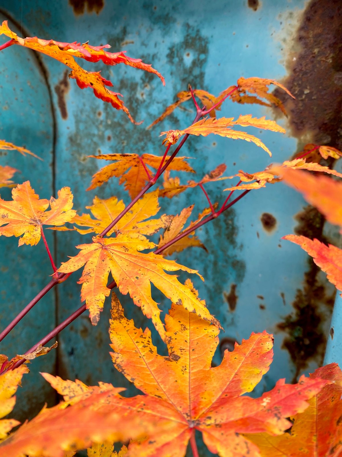 Vine Maple : Acer circinatum