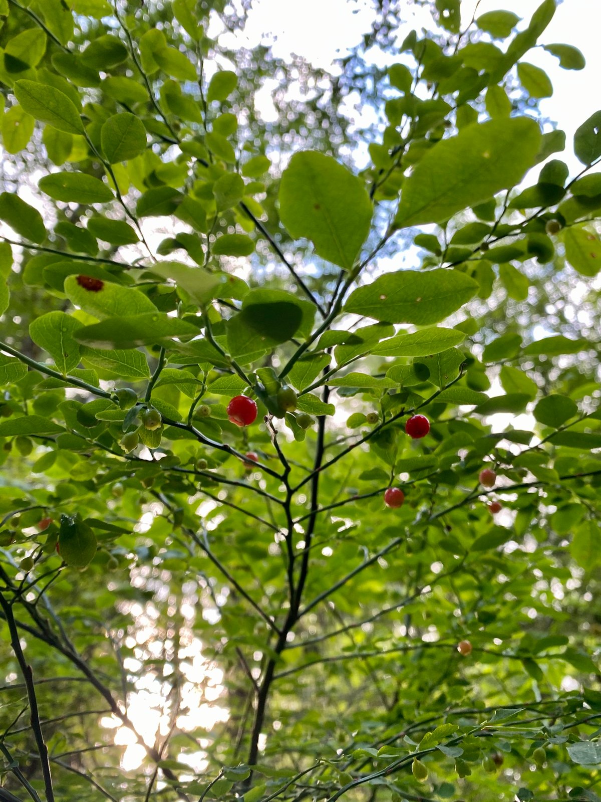 Red Huckleberry : Vaccinium parvifolium