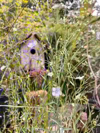 Image 2 of Blue Flax : Linum lewisii