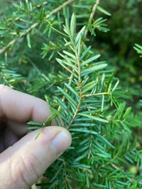 Image 1 of Western Hemlock : Tsuga heterophylla