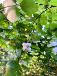 Image 5 of Snowberry : Symphoricarpos albus