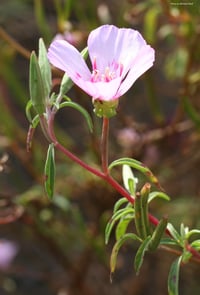 Farewell-to-Spring : Clarkia amoena