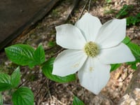 Image 2 of Pacific Dogwood : Cornus nuttallii